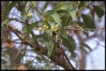 leaf and flower